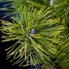 Pinus mugo Winter Gold - Dwarf Golden Mountain Pine - LARGE SPECIMEN