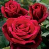 Rose 'Mister Lincoln' - Large Standard Rose Tree - circa 130-150cm
