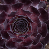 Sempervivum Onyx
