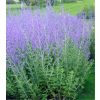 Perovskia Blue Spire - Russian Sage