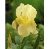 Iris 'Sangreal'