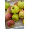 Apple Tree - Duo Tree - Golden Delicious and Gala Apple