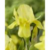 Iris 'Sangreal'