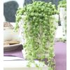 String of Pearls - Senecio Rowleyanus in Hanging Basket