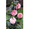 Camellia japonica Volunteer - Exquisite Large Flowered Evergreen in Bud - LARGE Specimen
