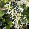 Loropetalum chinensis Carolina Moonlight - Emerald Snow Dance Chinese Witch Hazel