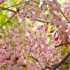 Extra Large Weeping Standard - Wisteria floribunda Honbeni - Pink Ice Japanese Wisteria - Extra Large Specimen Plant