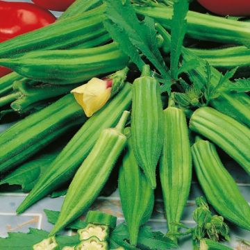Okra Plant Clemson Spineless