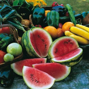 Watermelon Plant - Sugar Baby Watermelon Plant - Sugar Baby