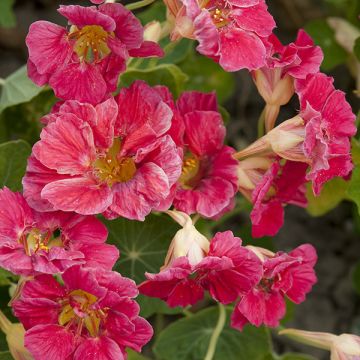 Nasturtium Jewel Cherry Rose