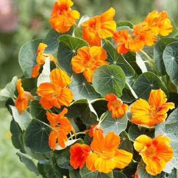 Nasturtium Baby Orange