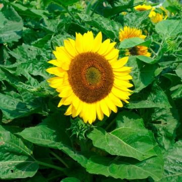 Sunflower Plant - Helianthus Bambino