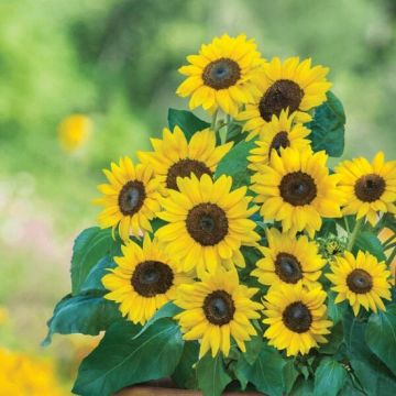 Sunflower Plant - Helianthus Sunflower Dwarf Sunray Yellow