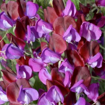 50 x Fragrant Sweet Pea Plants 'Matucana'