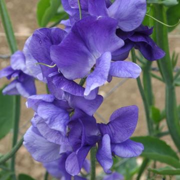 Sweet Pea Plant Modern Grandiflora Heathcliff