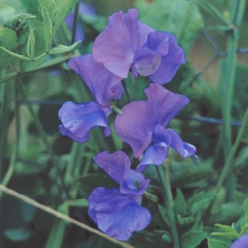 Sweet Pea Plant Spencer Flag Ship