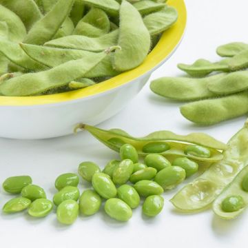 Edamame Plant Green Shell