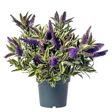 Hebe Wild Blue - Variegated Hebe