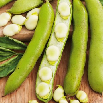 Broad Bean Witkiem Manita Broad Bean Witkiem Manita