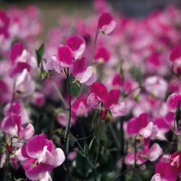 Sweet Pea Plant Grandiflora 'Painted Lady'