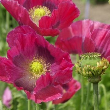 Poppy Plant 'Hens and Chickens' - Papaver somniferum 