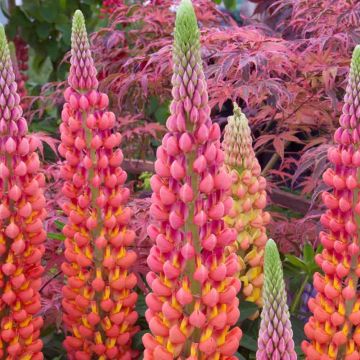 Lupinus West Country Lupins Terracotta