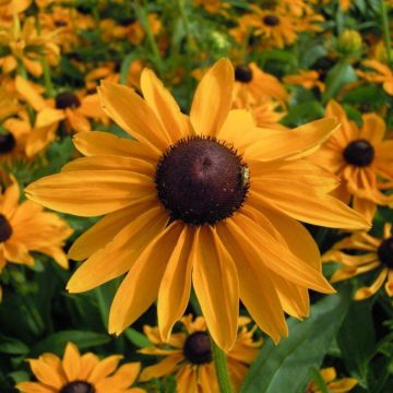Rudbeckia hirta 'Marmalade' - Black Eyed Susan