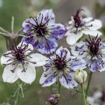 Nigella papillosa Delft Blue Nigella papillosa Delft Blue