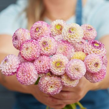 Dahlia Hapet Compo