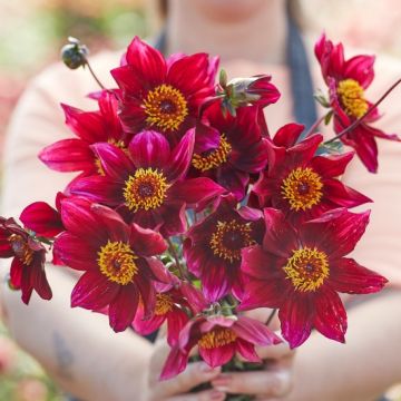 Dahlia Schipper's Choice
