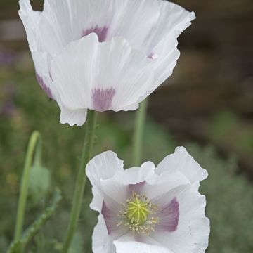 Poppy Plant 'Maanzaad' - Papaver somniferum