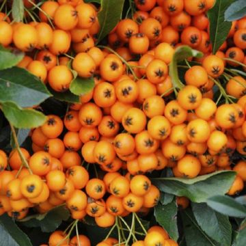 Pyracantha Orange Glow - Firethorn