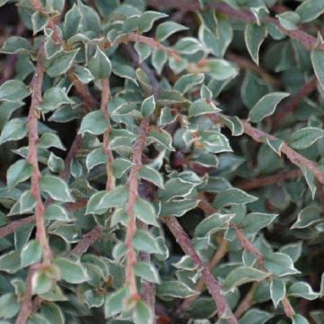 Cotoneaster Horizontalis Variegata