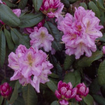 Rhododendron Scintillation