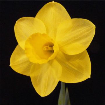 Narcissus Sabrosa - Daffodil