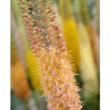 Eremurus x isabellinus Cleopatra - Foxtail Lily