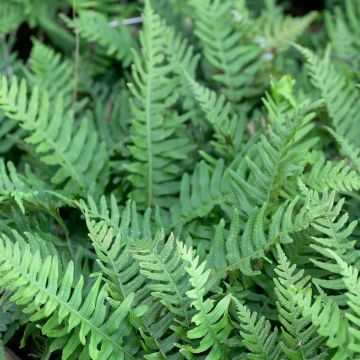 Polypodium vulgare - Common Polypody Fern