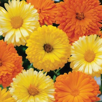 English Marigold - Calendula officinalis 'Art Shades Mixed'