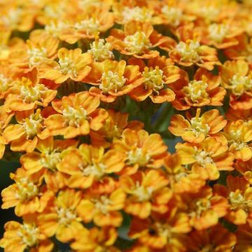 Achillea millefolium 'Walther Funcke' - Yarrow