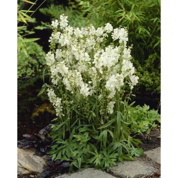 Sidalcea candida Bianca