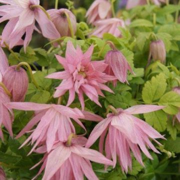 Clematis Country Rose - Spring Flowering Clematis