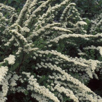 Spirea nipponica Snowmound - Snow mound Spiraea