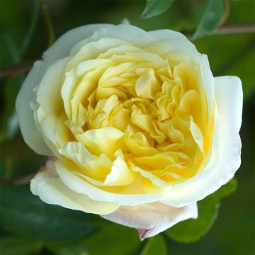 Rose Celine Forestier - Climbing Rose