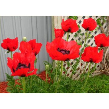 Papaver orientale Brilliant - Blood Red Oriental Poppy - Pack of THREE Plants
