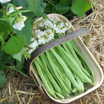 Runner Bean Moonlight