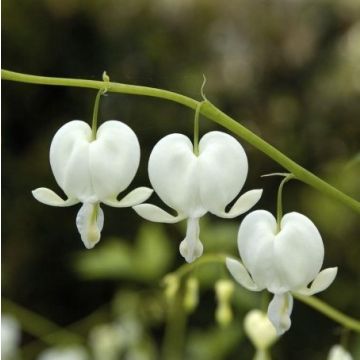 Dicentra spectabilis Alba - White Bleeding Hearts