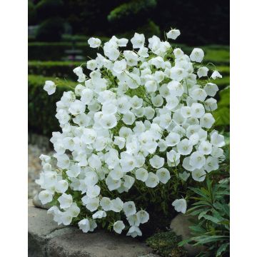 Campanula carpatica 'White Clips'