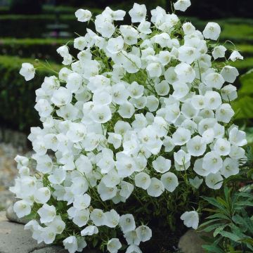Campanula carpatica Pearl White