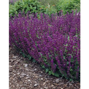 Salvia verticillata 'Purple Rain'