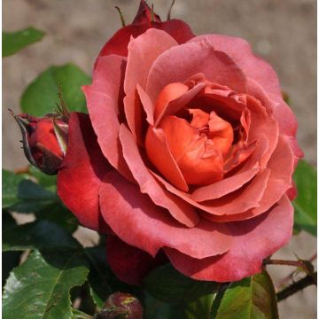 Rose 'Hot Chocolate' - Hot Cocoa Floribunda Shrub Rose